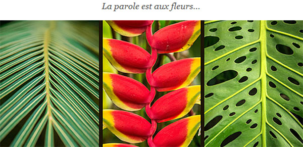 Charlot Fleuriste